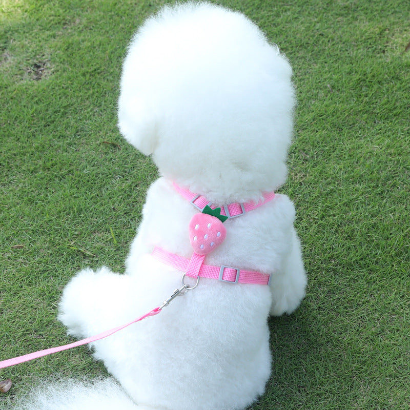 Pets Walking Holding Rope